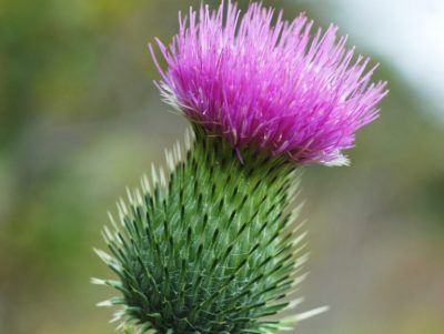 thistle