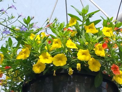 flowering hanging basket