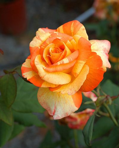 nursery: rose