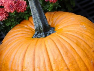 fall pumpkin and mums