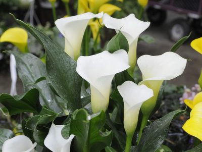 calla lilies