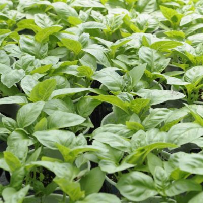 herbs: basil