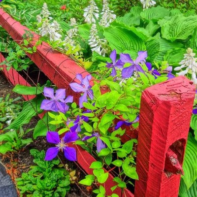 perennials and fence