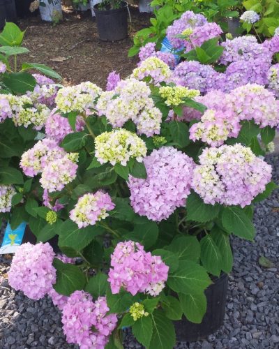 nursery: hydrangea