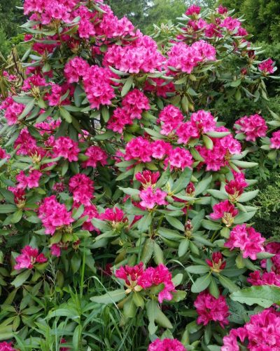 nursery: rhododendron