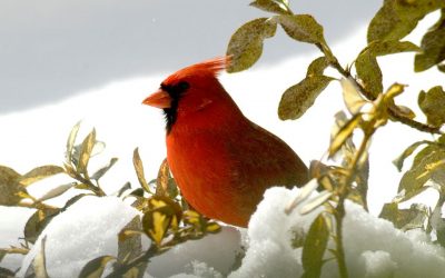 cardinal in the snow