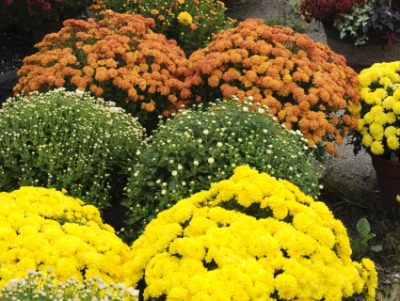 fall mums