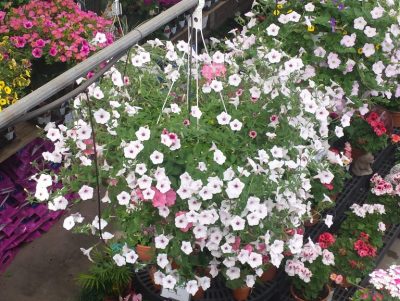 flowering hanging baskets