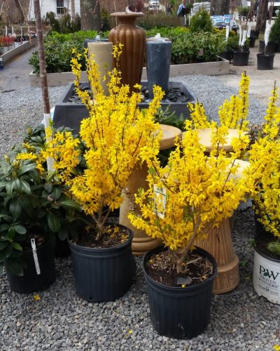 nursery: forsythia