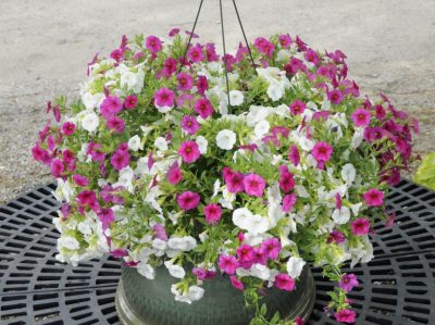 hanging basket