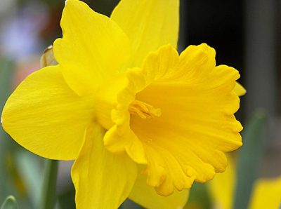 daffodil