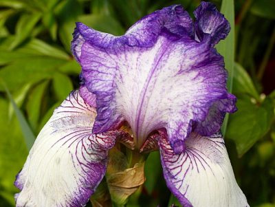 iris