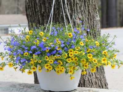 hanging basket