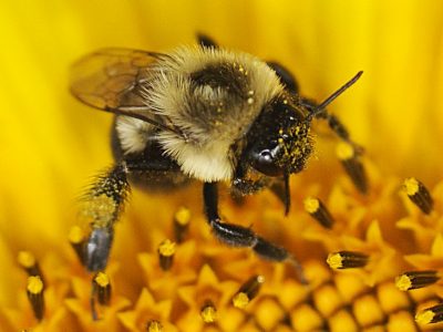 bee