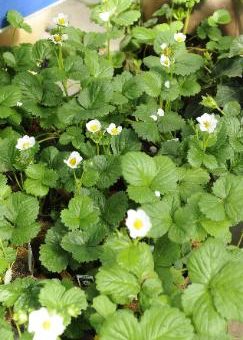 strawberry plants