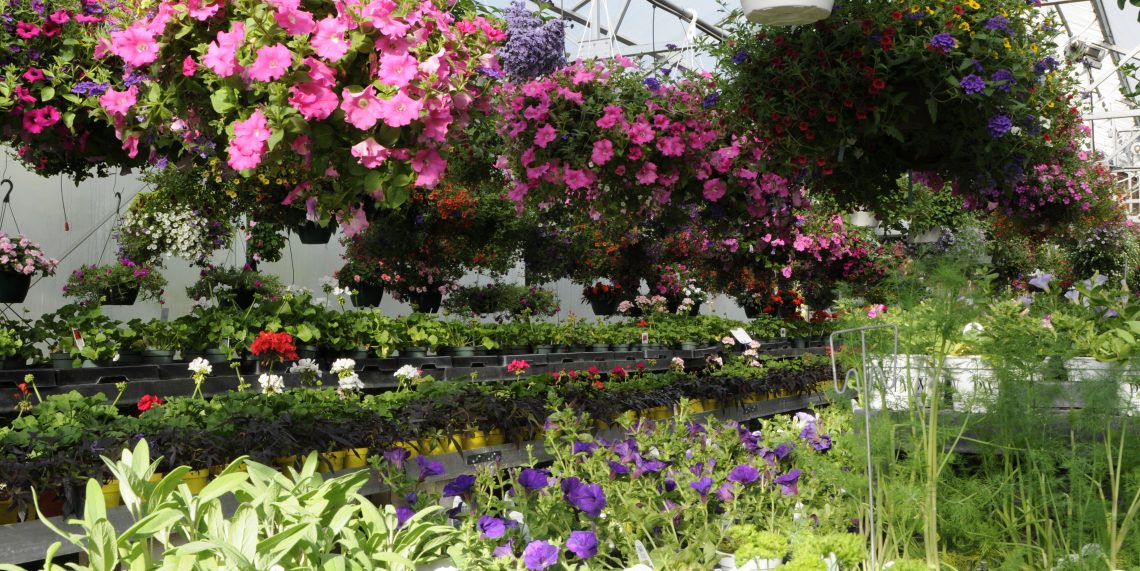 annuals: greenhouse