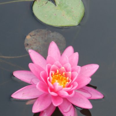 perennial: water lily