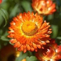 annuals: strawflower