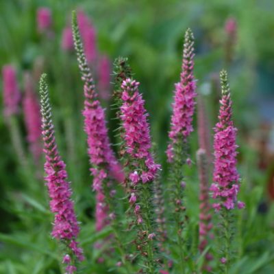 perennials: purple loosestrife