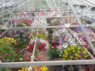 hanging baskets in the greenhouse, from above