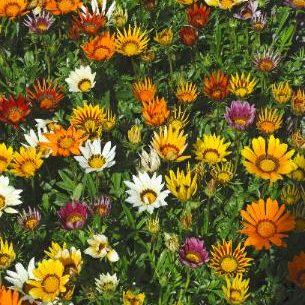 annuals: gazania