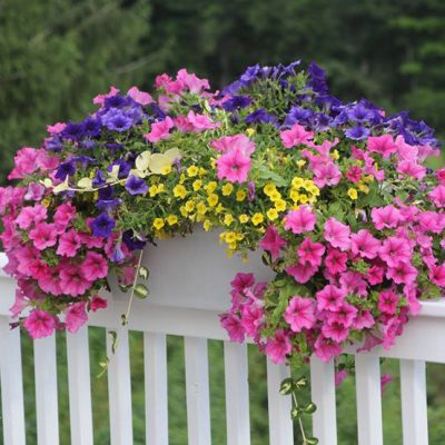 container garden