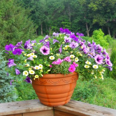 container garden