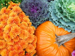 fall cabbage, mums, and pumpkin