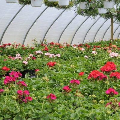 annuals: geraniums