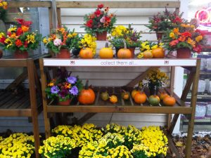 fall assortment of pumpkins and flowers