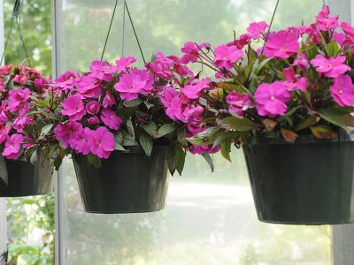 hanging baskets