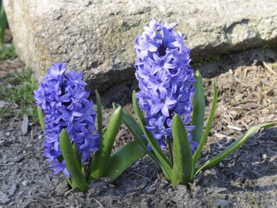 purple hyacinth