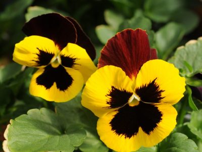 pansies