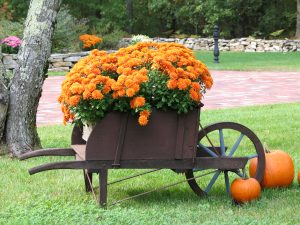 fall mums in wheelbarrow